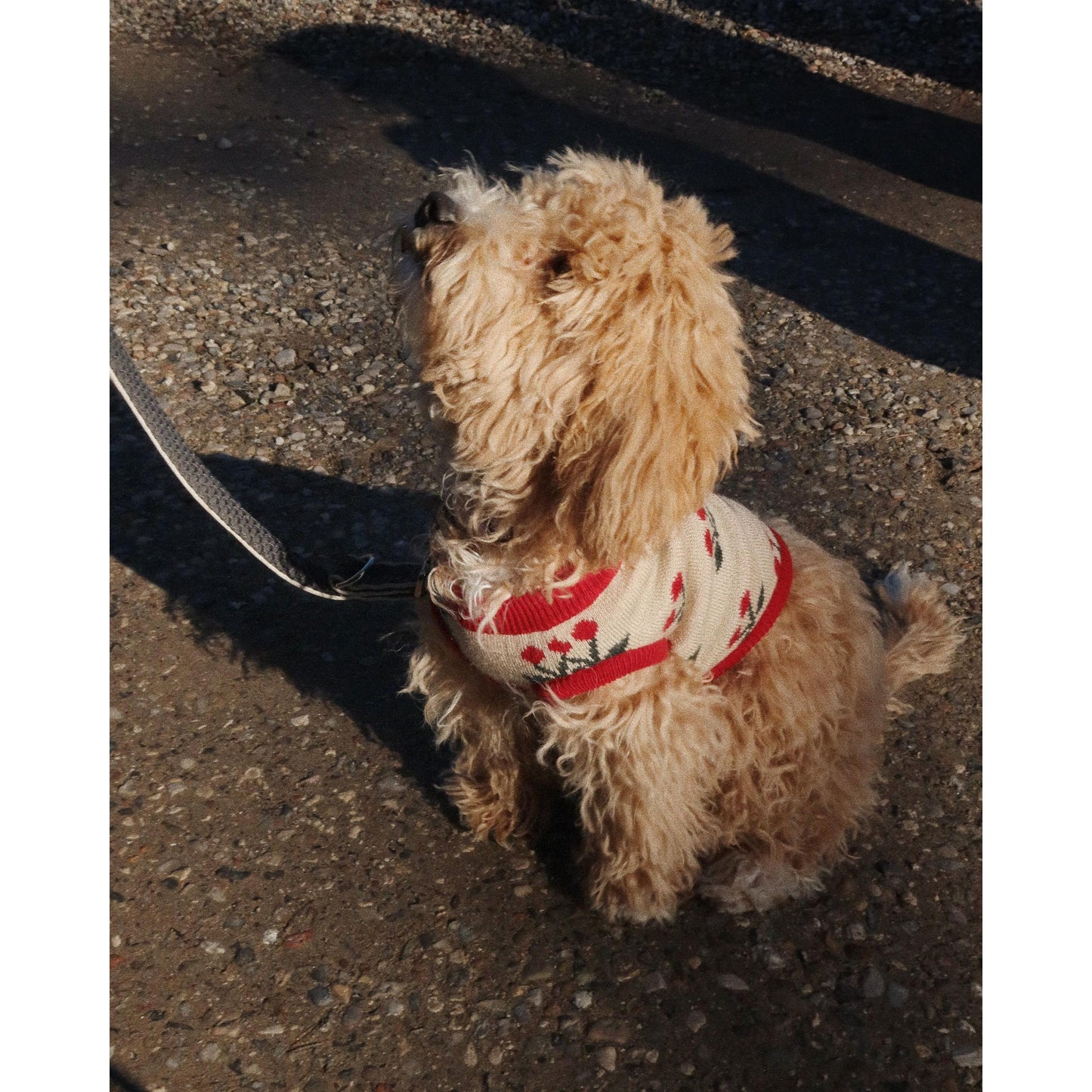 Knit dog vest (ropa para perros) - Cherry