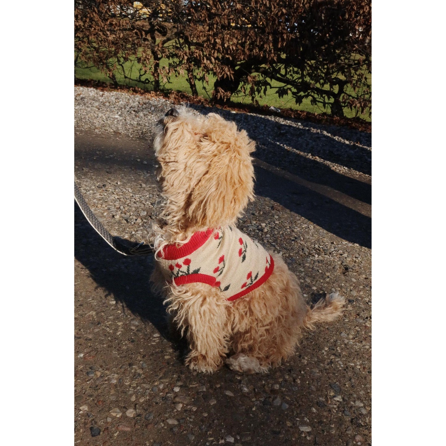 Knit dog vest (ropa para perros) - Cherry