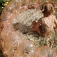 Piscina Shell Large - Transparent